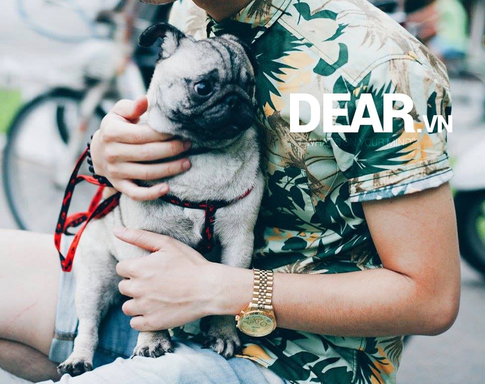 Nói về đàn ông và... chó 1