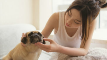 Tình yêu giống như một con chó, mình đuổi thì nó chạy mình chạy thì nó lại đuổi 1