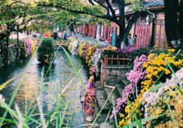 Cầm ngay 12 triệu đi ngắm hoa phủ khắp phố ở Lệ Giang, Shangrila