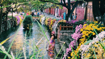 Cầm ngay 12 triệu đi ngắm hoa phủ khắp phố ở Lệ Giang, Shangrila